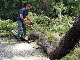 Best Hazardous Tree Removal  in Macclenny, FL